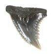 Fossil Hemipristis Shark Tooth - Maryland #42562-1